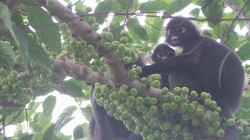 Monkeys - Langkawi, Malaysia