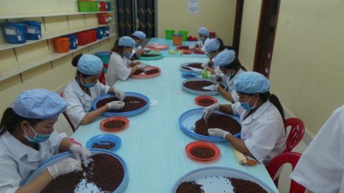 Locals at work, sorting pepper corns