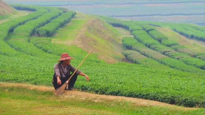 Tea plantations in Chiang Rai, Thailand