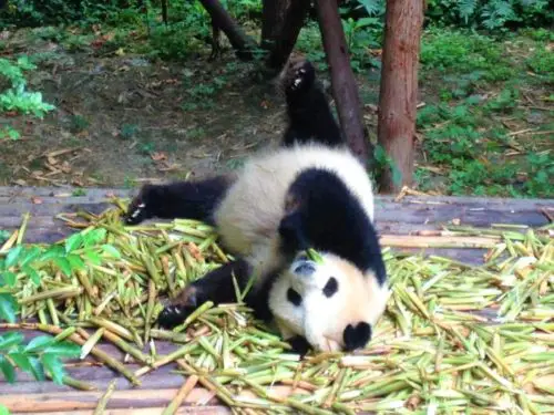 Panda rolling around in bamboo in Chengdu, China