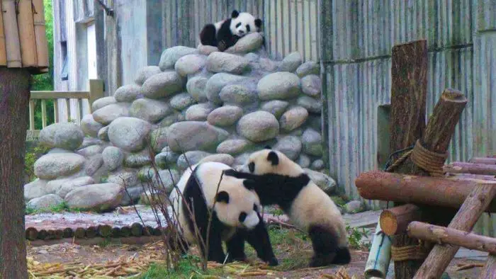 Pandas playing in Chengdu, China