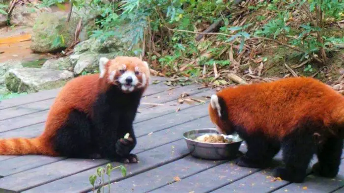 Red pandas in Chengdu, China