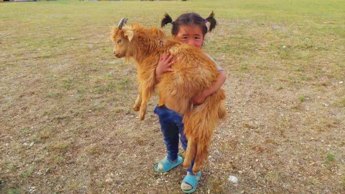 A child holding a goat in Mongolia