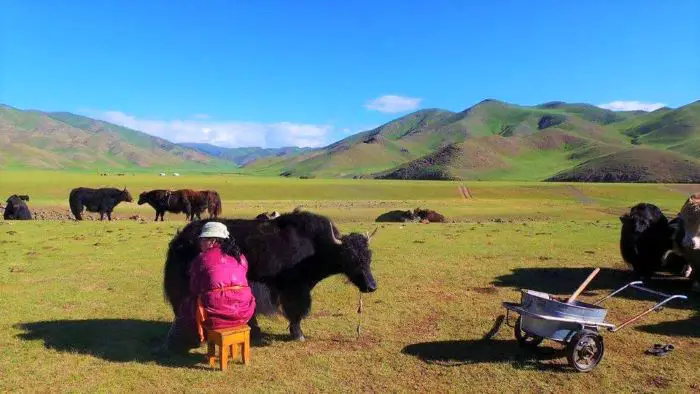 A woman working on the farm at Ongi Steppe, Mongolia
