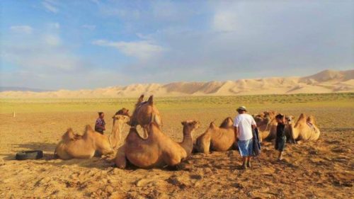 Camels in the Gobi desert, Mongolia