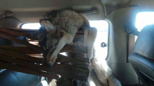 Wolf skin in a car - Mongolia