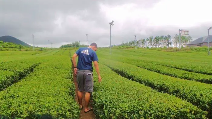 Tea fields at O'Sulloc Tea Museum on Jeju Island, South Korea