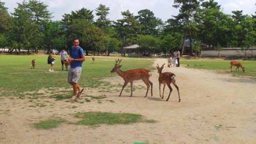 Deer chasing people for food - Nara, Japan