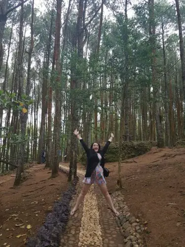 Pine forest - Yogyakarta, Indonesia