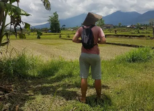 A rice field in Bali