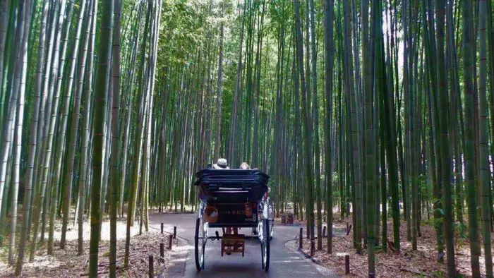 Bamboo Forest in Kyoto, Japan