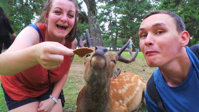 Feeding deer in Nara, Japan
