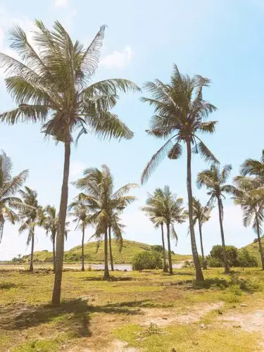Palm trees - Lombok, Indonesia