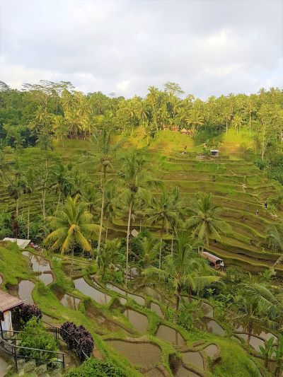 Tegalalang Rice Terraces in Bali, Indonesia