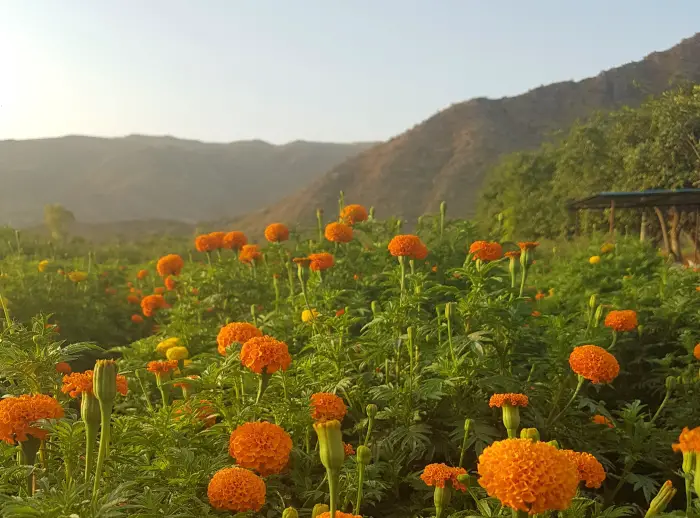 Flower field in Pushkar, India