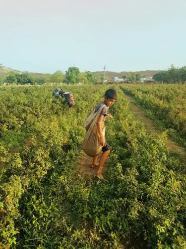 Flower picking - Pushkar, India