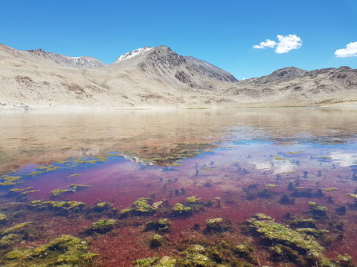 Lake full of shrimp - Tajikistan