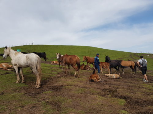Milking horses in Kyrgyzstan