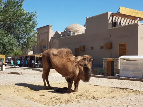 Camel - Khiva, Uzbekistan