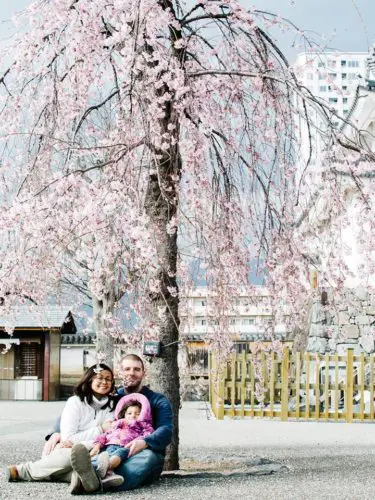 Cherry blossom season in Japan