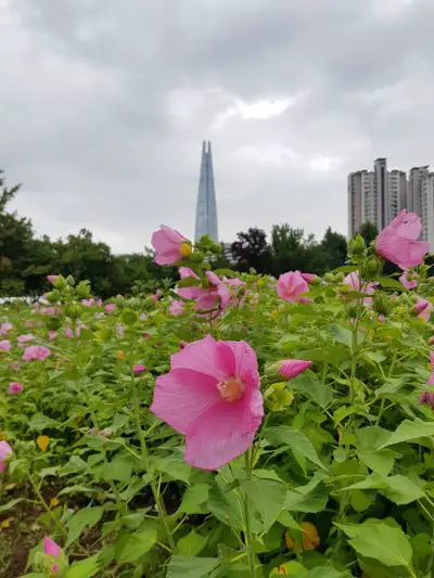 Flowers and a tower in Seoul - Photo by Marie Boes Shin