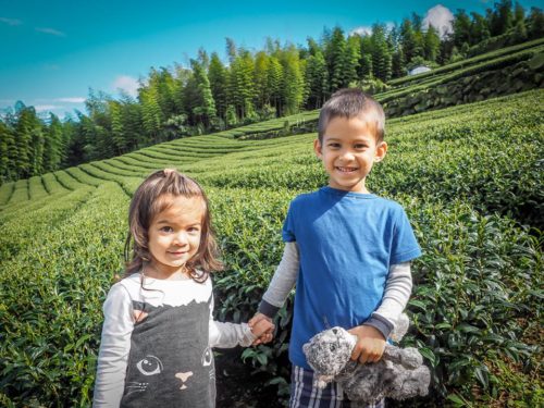 Nick's children in the tea fields in Taiwan