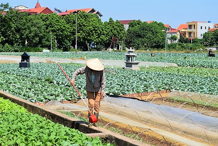 Farmer at work in Vietnam