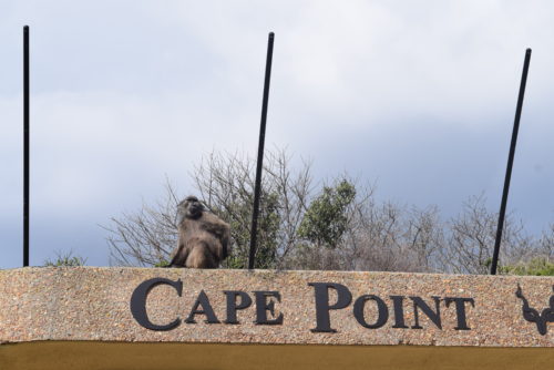 Monkey at Cape Point