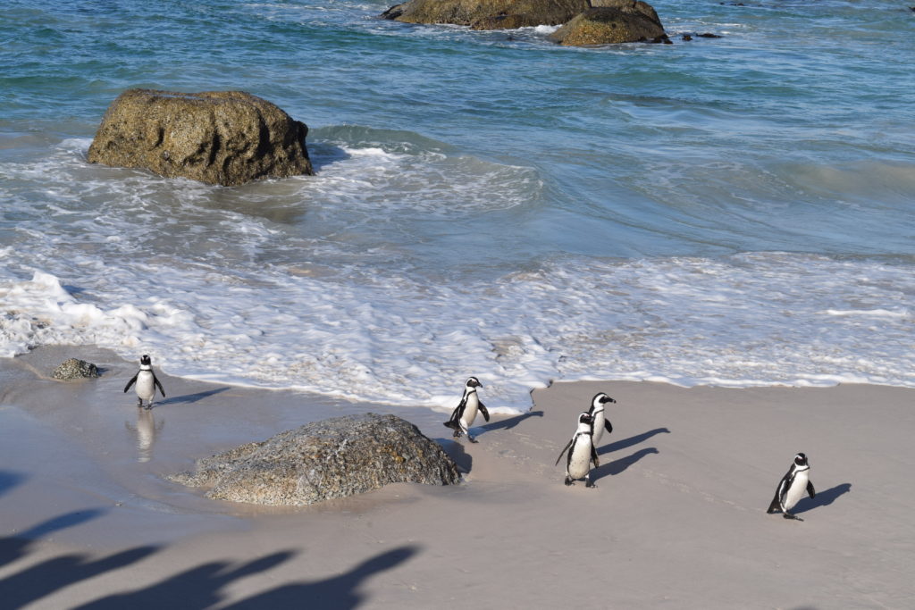 Boulders Beach penguins - Cape Town, South Africa