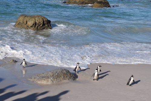 Cute penguins at Boulders Beach