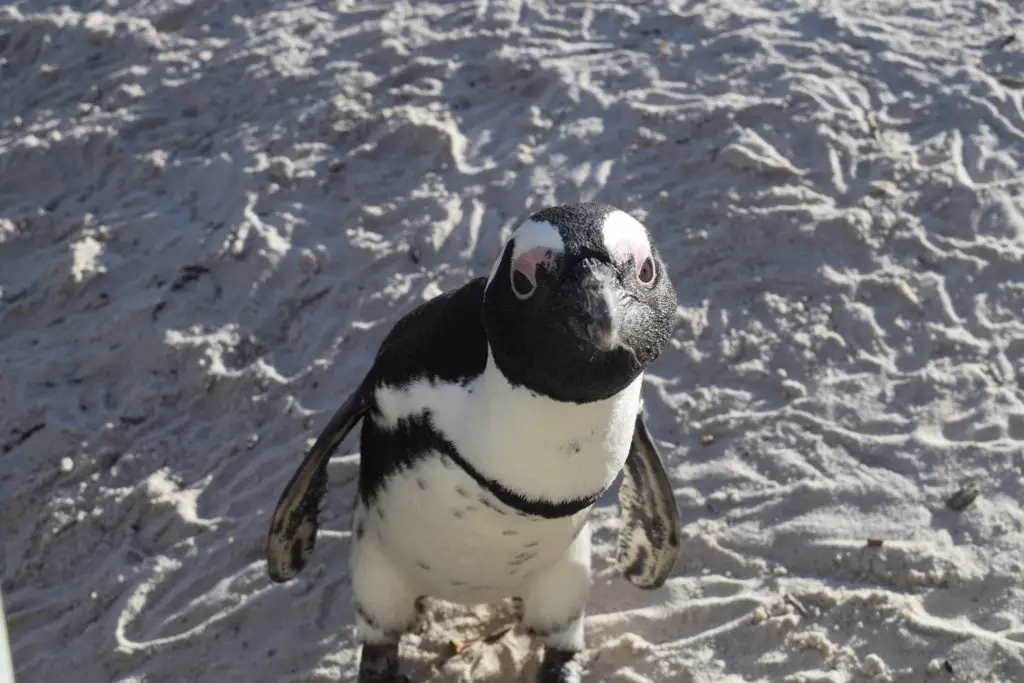 A Penguin at Boulders Beach