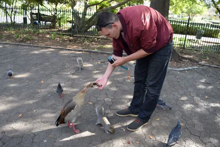 Feeding ducks and squirrels at a park in Cape Town