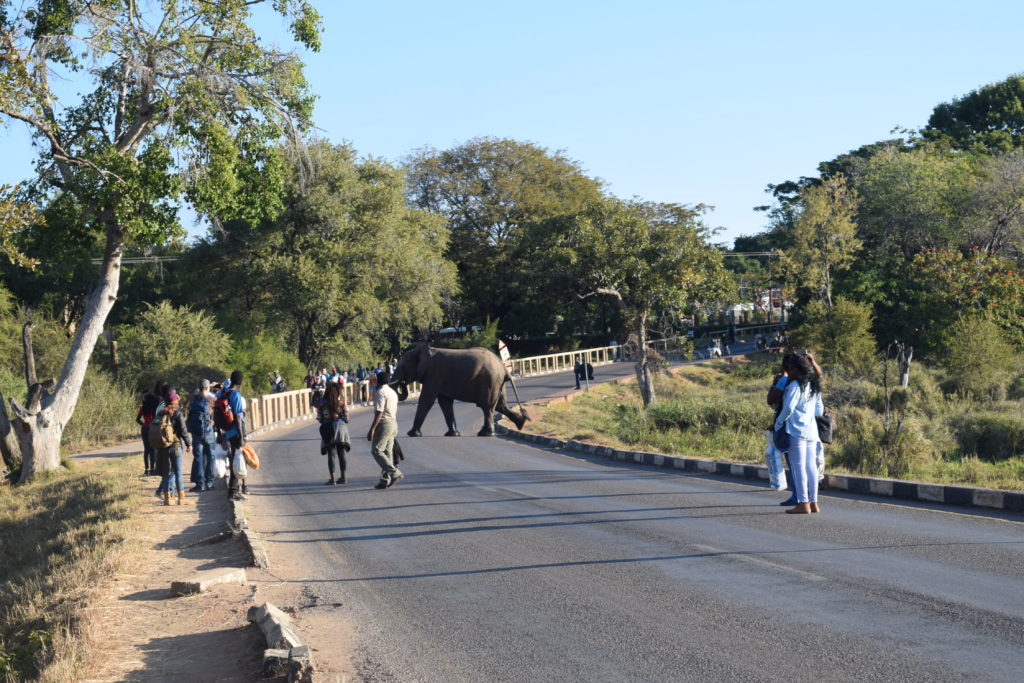 Elephant crossing the road in Victoria Falls, Zimbabwe
