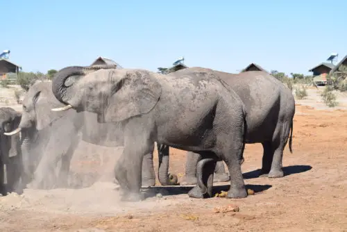 Elephant watching at Elephant Sands camp - Botswana