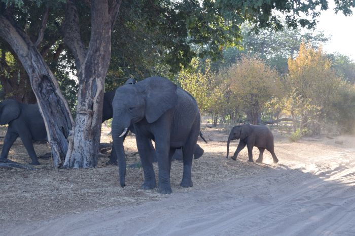 Elephants in Chobe Elephants in Chobe National Park, Botswana