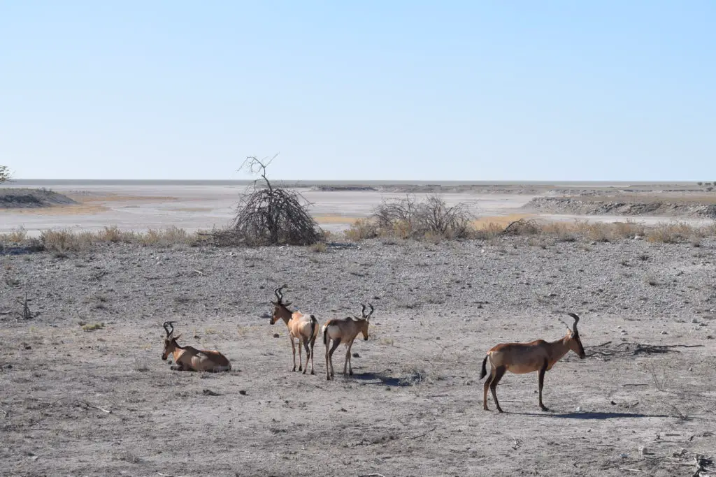 Springbok in Africa