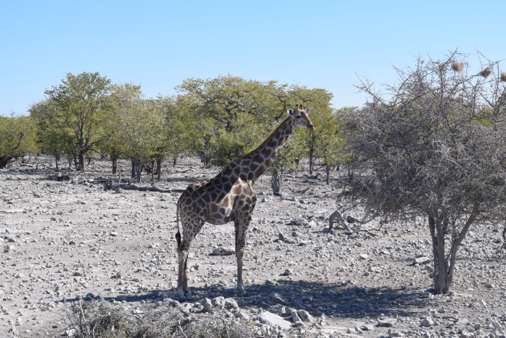 Giraffes eating a tree in Etosh National Park - Namibia