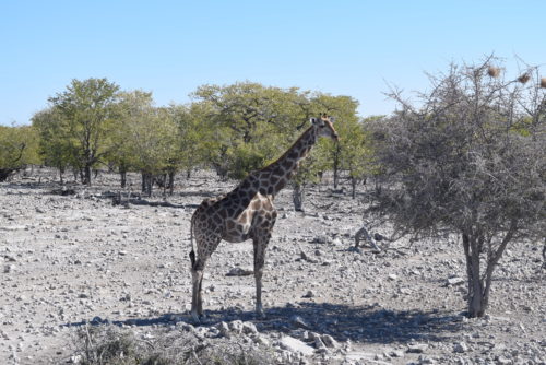 Giraffes eating a tree in Etosh National Park - Namibia