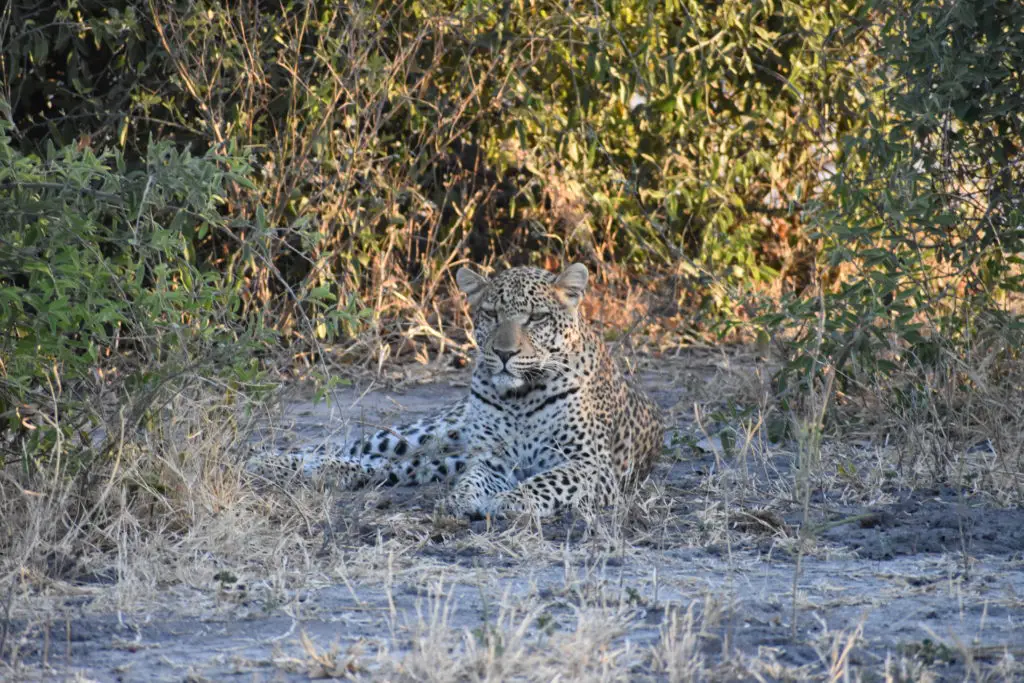 Spotting a leopard in Chobe National Park