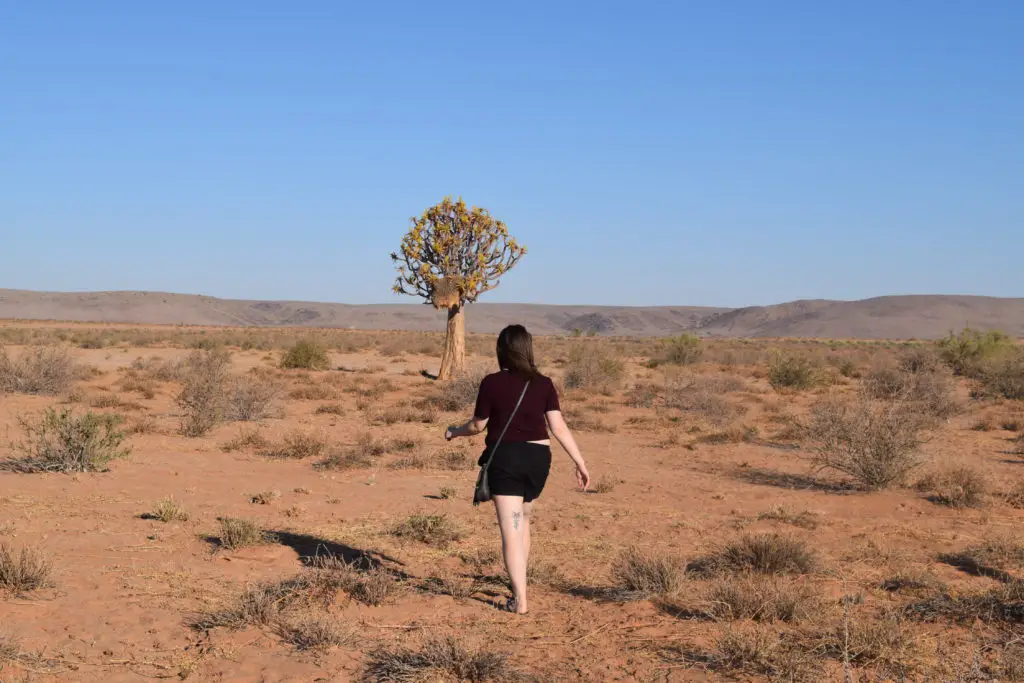 The Namibian desert