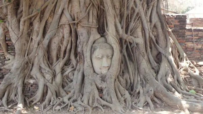 Buddha head in a tree in Ayutthaya, Thailand