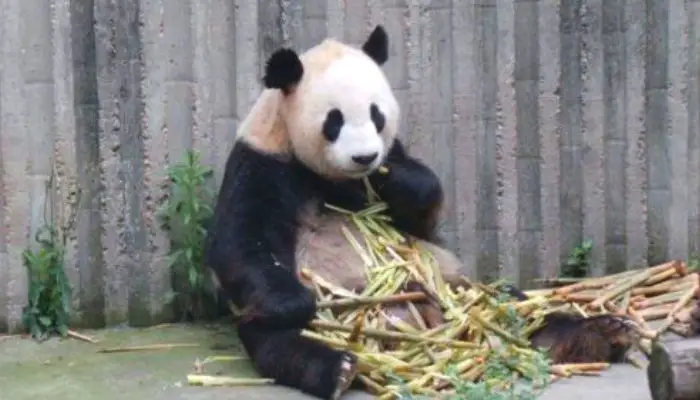 Panda eating bamboo in Chengdu