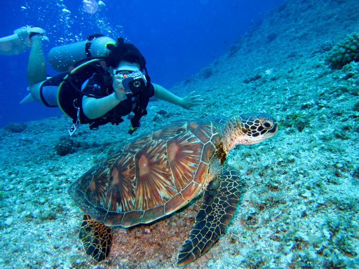 A tortoise underwater
