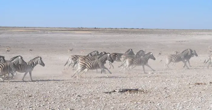 Zebras running in Africa