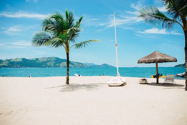 Beach and palm trees